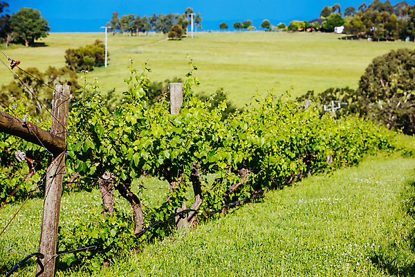 포토 JPG 해외이미지 식물 산업 잎 포도 사람없음 빛 햇빛 태양 와인 맑음 황혼 일몰 안개 호주 저녁 언덕 포도밭 포도나무 멜버른 양조장 줄서기 해외포토 자연요소 밭 과일 모션 날씨 주류 노을 오세아니아 야간 과일나무 파일형식 이미지허브