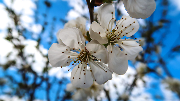 포토 JPG 해외이미지 나무 식물 꽃잎 꽃 잎 과일 자연 조류 하늘 매달리기 서기 앉기 사람없음 야외 파란색 성장 벚꽃 나뭇가지 체리 작음 꽃가루 아네모네 제라늄 해외포토 동물 컬러 모션 크기 가루 생태계 파일형식 이미지허브