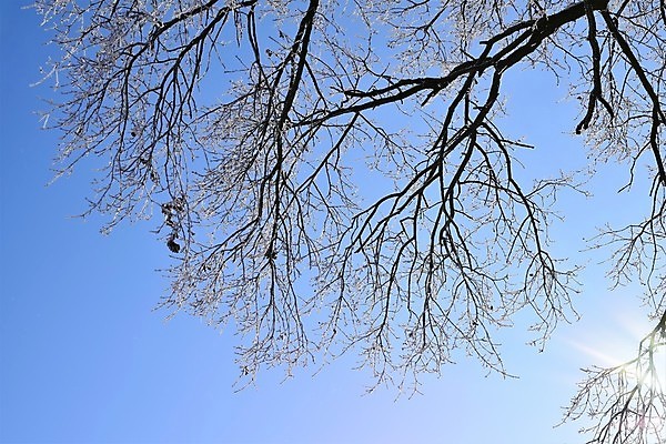 포토 JPG 해외이미지 나무 식물 계절 공원 백그라운드 겨울 자연 하늘 사람없음 야외 햇빛 태양 맑음 얼음 추위 흰색 나뭇가지 숲 질감 해외포토 자연요소 공공시설 컬러 날씨 생태계 파일형식 이미지허브