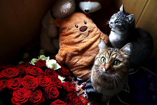 포토 JPG 해외이미지 동물 1 꽃 행복 얼굴 백그라운드 캐나다 거실 휴식 짧은머리 주택 털 실내 사람없음 가로 반려동물 소파 뷰티 노란색 머리 귀여움 검은색 고양이 가축 흰색 표현 모피 부드러움 거짓말 해외포토 식물 헤어스타일 감정 컬러 컨셉 북아메리카 의자 포유류 내부 건물 신체부위 감각 파일형식 이미지허브