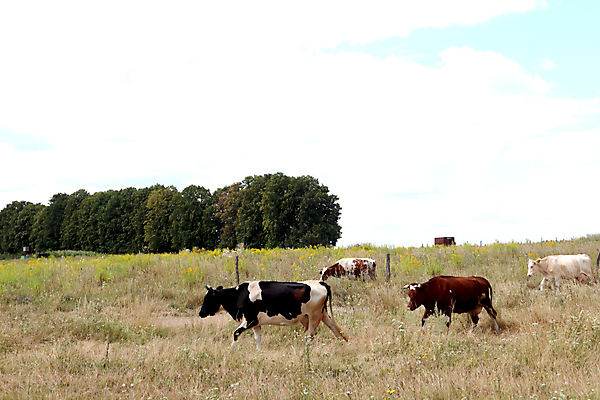 포토 JPG 해외이미지 동물 백그라운드 밭 농업 포유류 자연 하늘 잉글랜드 풍경 사람없음 야외 가로 초록색 여름 파란색 컬러풀 농장 농경지 머리 걷기 맑음 검은색 가축 목장 소고기 우유 흰색 시골 그룹 소 군중 방목 땅 허브 밀짚 밭일 찰과상 목가 해외포토 식물 계절 산업 컬러 모션 날씨 영국 유제품 육류 사람 신체부위 짚 축산업 상처 생태계 파일형식 이미지허브