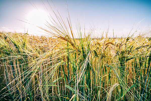포토 JPG 해외이미지 식물 음식 빵 잎 밭 농업 채소 자연 건조 파노라마 씨앗 서기 풍경 사람없음 가로 초록색 여름 농작물 햇빛 태양 농장 농경지 노란색 환경 수확 성장 시골 황금 낟알 시리얼 밀 유기농 생물학 내추럴 밭일 생태학 줄서기 채식주의자 세련 해외포토 자연요소 웰빙 계절 교육 산업 컬러 모션 곡류 촬영기법 생태계 채식 파일형식 이미지허브