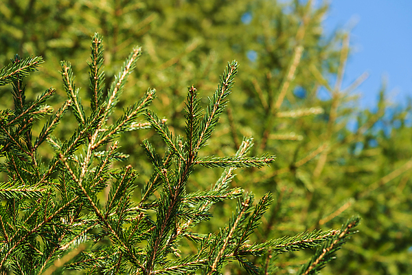 포토 JPG 해외이미지 나무 디자인 계절 백그라운드 컨셉 크리스마스장식 크리스마스 겨울 패턴 자연 휴가 새해 사람없음 목재 장식 초록색 크리스마스트리 축제 나뭇가지 축하 소나무 소프트포커스 숲 12월 해피뉴이어 상록수 전나무 내추럴 구성 삼림지대 크리스마스이브 해외포토 식물 기념일 컬러 무늬 재료 촬영기법 새해인사 날짜 생태계 파일형식 이미지허브