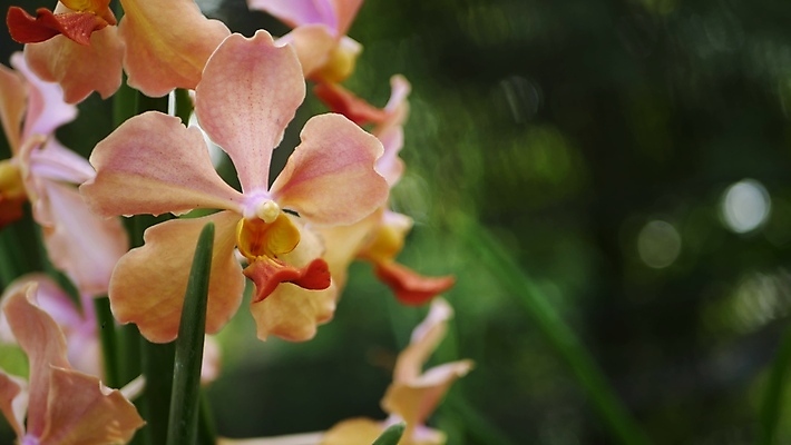포토 JPG 해외이미지 식물 꽃잎 꽃 백그라운드 꽃무늬 휴식 사람없음 아웃포커스 초록색 햇빛 뷰티 우주 정원 맑음 스파 놀람 봄 성장 벚꽃 광선 난초 우아함 닫기 선택 소프트포커스 보케 화단 아로마테라피 강렬 이국적 특별함 파라다이스 그리너리 효과 해외포토 계절 감정 컬러 컨셉 무늬 모션 날씨 촬영기법 표정 태양 테라피 파일형식 트랜드컬러 이미지허브