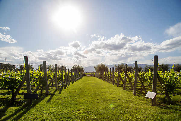 포토 JPG 해외이미지 식물 구름 문화 여행 잎 밭 농업 과일 자연 하늘 포도 풍경 사람없음 빨간색 초록색 파란색 농장 농경지 평화 와인 맑음 미국 수확 시골 그림 포도밭 지역 남쪽 아르헨티나 숙성 양조장 절정 줄서기 해외포토 자연요소 산업 컬러 컨셉 북아메리카 모션 날씨 주류 남아메리카 방향 생태계 파일형식 이미지허브