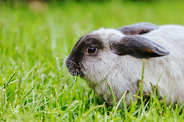 포토 JPG 해외이미지 식물 백그라운드 부활절 수염 털 사람없음 야외 맑음 회색 토끼 관찰 호주 모피 자르기 귀 부드러움 솜털 경보 고립 기르기 카피스페이스 해외포토 기념일 컬러 포유류 모션 날씨 신체부위 반려동물 공백 감각 오세아니아 돌봄 파일형식 이미지허브
