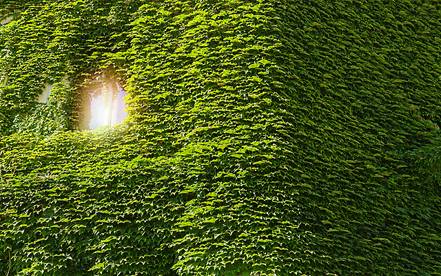 포토 JPG 해외이미지 식물 디자인 잎 창문 사람없음 장식 울타리 환경 수확 덮개 시골 도시 덩굴 생태계 복고 포도나무 아이비 상록수 사방 옛날 완벽 해외포토 컨셉 농업 담장 뚜껑 과일나무 파일형식 이미지허브