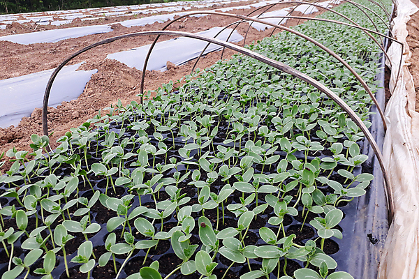 포토 JPG 해외이미지 나무 식물 음식 백그라운드 컨셉 잎 밭 농업 채소 과일 자연 새로움 수박 건강 씨앗 사람없음 초록색 농장 새싹 환경 정원 흙 봄 성장 신선 작음 유기농 원예 내추럴 땅바닥 모종 밭일 생태학 해외포토 웰빙 계절 교육 산업 컬러 바닥 취미 크기 생태계 파일형식 이미지허브
