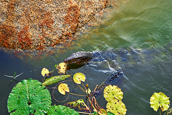 포토 JPG 해외이미지 동물 공원 아시아 호수 야생동물 백그라운드 파충류 태국 자연 생물 동물원 동양인 사람없음 야외 초록색 물 강 머리 모니터 수영 용 연못 위험 큼 혀 피부 공룡 눈금 도마뱀 육식동물 사냥꾼 말레이시아 내추럴 이국적 전국 집게발 해외포토 자연요소 직업 공공시설 나라 컬러 컨셉 인종 신체부위 컴퓨터 수상스포츠 입 크기 생태계 파일형식 이미지허브