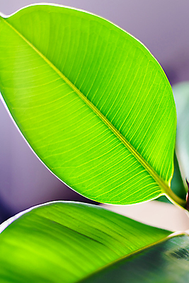 포토 JPG 해외이미지 식물 디자인 꽃 화초 백그라운드 잎 사람없음 장식 초록색 성장 닫기 질감 내추럴 해외포토 컬러 모션 파일형식 이미지허브