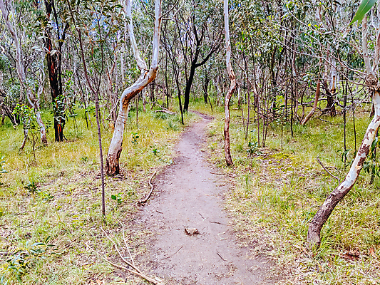 포토 JPG 해외이미지 나무 식물 라이프스타일 꽃 스포츠 자국 사람없음 초록색 태양 맑음 자전거 산책 하이킹 호주 언덕 순환 오르기 먼지 굴곡 동물상 멜버른 산악자전거 해외포토 자연요소 컬러 모션 레저 날씨 휴식 생활 조형물 바이크 오세아니아 파일형식 이미지허브