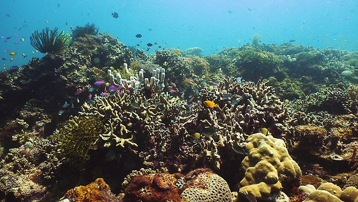 포토 JPG 해외이미지 동물 야생동물 바다 여행 백그라운드 자연 어류 풍경 사람없음 물 환경 바닷속 수중 수영 탐험 스노클링 산호 생태계 다이빙 장면 암초 발견 깊이 이국적 해외포토 자연요소 수중동물 수상스포츠 자포동물 수중스포츠 파일형식 이미지허브