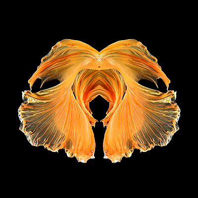 포토 JPG 해외이미지 동물 디자인 아시아 야생동물 포즈 백그라운드 오렌지 태국 자연 추상 어류 미술 취미 사람없음 장식 물 반려동물 컬러풀 뷰티 우주 검은색 수중 수영 희망 고급 질감 꼬리 싸움 지느러미 수족관 강렬 고립 해외포토 자연요소 감정 나라 컬러 컨셉 무늬 과일 모션 문화예술 수중동물 수상스포츠 생태계 파일형식 이미지허브