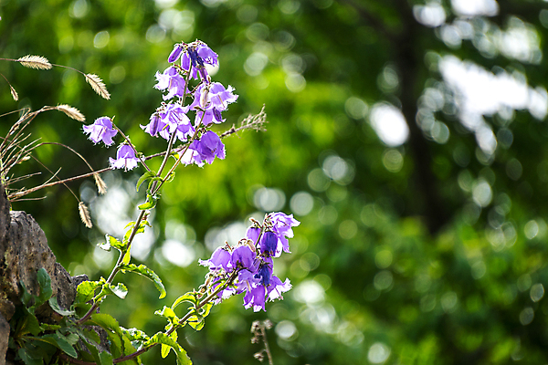 포토 JPG 해외이미지 식물 디자인 꽃잎 꽃 백그라운드 꽃무늬 자연 사람없음 초록색 뷰티 정원 보라색 봄 벚꽃 종 흰색 제비꽃 내추럴 고립 해외포토 계절 컬러 무늬 생태계 파일형식 이미지허브