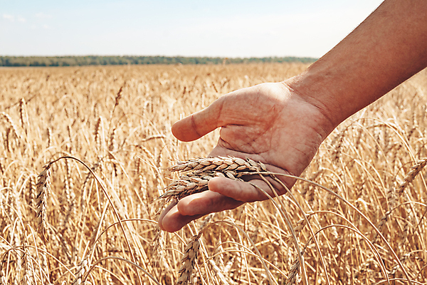 포토 JPG 해외이미지 식물 손 남자 산업 빵 밭 농업 자연 옥수수 풍경 사람없음 여름 경제 농작물 농장 노란색 마을 농사 수확 성장 가을 시골 잡기 황금 농부 낟알 땅 시리얼 밀 보리 귀 장면 지역 밭일 평야 호밀 귀리 해외포토 직업 계절 음식 컬러 모션 곡류 사람 신체부위 생태계 파일형식 이미지허브