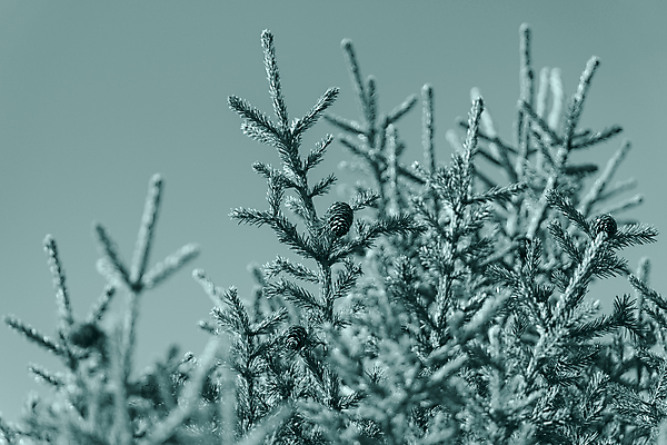 포토 JPG 해외이미지 나무 디자인 계절 백그라운드 컨셉 크리스마스장식 크리스마스 겨울 자연 휴가 새해 풍경 사람없음 목재 장식 초록색 크리스마스트리 축제 수확 나뭇가지 축하 소나무 숲 12월 해피뉴이어 전나무 내추럴 삼림지대 크리스마스이브 해외포토 식물 기념일 컬러 농업 재료 새해인사 날짜 생태계 파일형식 이미지허브