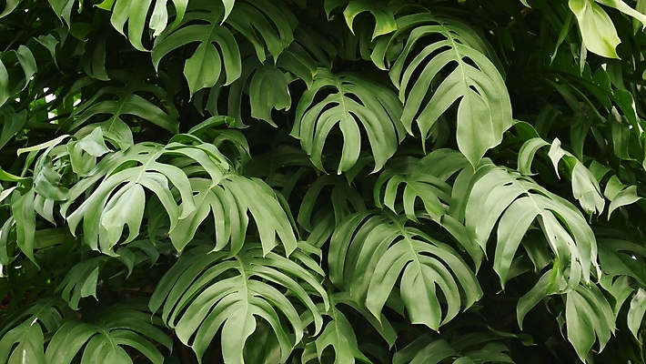 포토 JPG 해외이미지 식물 공원 파도 백그라운드 잎 벽지 추상 매달리기 손바닥 미술 사람없음 초록색 햇빛 뷰티 환경 검은색 어둠 덮개 닫기 소프트포커스 숲 열대우림 허브 생태계 휴양지 보케 부드러움 상록수 내추럴 고립 블러 아열대 양치류 이국적 파라다이스 카피스페이스 그리너리 해외포토 손 공공시설 바다 컬러 무늬 모션 문화예술 촬영기법 태양 공백 장소 뚜껑 감각 파일형식 트랜드컬러 이미지허브