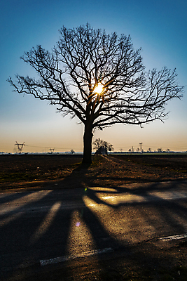 포토 JPG 해외이미지 나무 계절 유럽 도로 밭 자연 하늘 아침 거리 그림자 풍경 사람없음 야외 파란색 빛 햇빛 태양 일출 나뭇가지 시골 작음 장면 폴란드 내추럴 브로츠와프 수평선 해외포토 주간 자연요소 식물 나라 길 컬러 농업 교통시설 노을 크기 생태계 파일형식 이미지허브