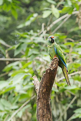포토 JPG 해외이미지 동물 야생동물 자연 조류 사람없음 초록색 컬러풀 환경 미국 남아메리카 숲 열대우림 깃털 생태계 부리 앵무새 새장 남쪽 내추럴 동물상 이국적 해외포토 컬러 북아메리카 아메리카 조형물 방향 케이지 파일형식 이미지허브