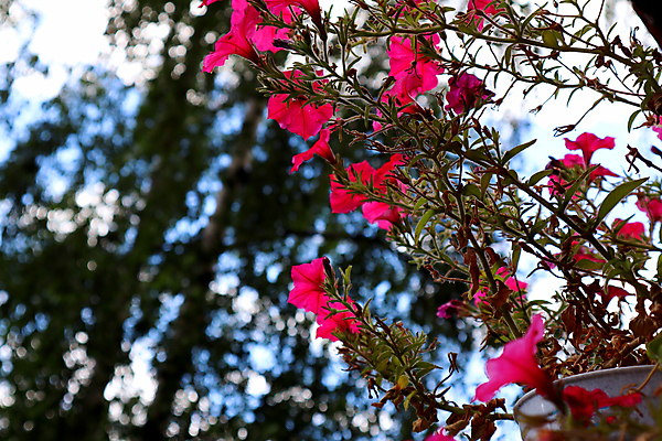 포토 JPG 해외이미지 식물 계절 꽃잎 꽃 분홍색 백그라운드 잎 꽃무늬 창문 자연 프레임 매달리기 종류 사람없음 야외 장식 빨간색 초록색 여름 컬러풀 뷰티 정원 보라색 봄 활발 성장 벚꽃 흰색 신선 개화 닫기 제비꽃 원예 내추럴 피튜니아 해외포토 컬러 컨셉 무늬 모션 취미 생태계 파일형식 이미지허브