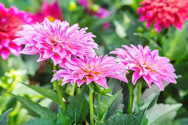 포토 JPG 해외이미지 식물 디자인 계절 공원 꽃잎 꽃 분홍색 꽃다발 백그라운드 잎 꽃무늬 패턴 자연 주택 국화 풍경 사람없음 야외 장식 빨간색 초록색 여름 컬러풀 뷰티 노란색 머리 정원 보라색 봄 벚꽃 가을 신선 개화 큼 제비꽃 싱글 원예 내추럴 해외포토 공공시설 컬러 무늬 취미 건물 신체부위 크기 생태계 파일형식 이미지허브