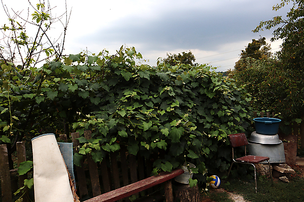 포토 JPG 해외이미지 식물 디자인 계절 공원 벽 백그라운드 잎 패턴 자연 포도 추상 프레임 사람없음 야외 목재 장식 빨간색 초록색 여름 울타리 컬러풀 갈색 정원 봄 수확 성장 흰색 나뭇가지 시골 판넬 널 묘사 질감 포도나무 아이비 내추럴 고립 옛날 해외포토 나무 공공시설 컬러 무늬 농업 과일 재료 담장 과일나무 생태계 파일형식 이미지허브