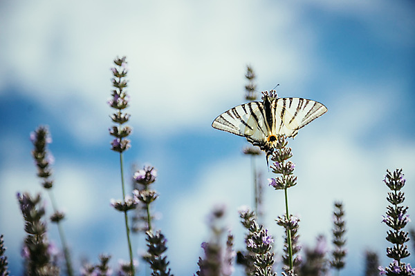 포토 JPG 해외이미지 구름 계절 꽃 나비 꽃무늬 농업 자연 벽지 하늘 휴식 사람없음 여름 파란색 뷰티 약 정원 보라색 이탈리아 프랑스 벚꽃 시골 허브 향수 향기 냄새 엽서 아로마 장면 꿀 아로마테라피 라벤더 프로방스 해외포토 자연요소 식물 유럽 산업 컬러 곤충 컨셉 무늬 의학 화장품 편지 생태계 테라피 파일형식 이미지허브