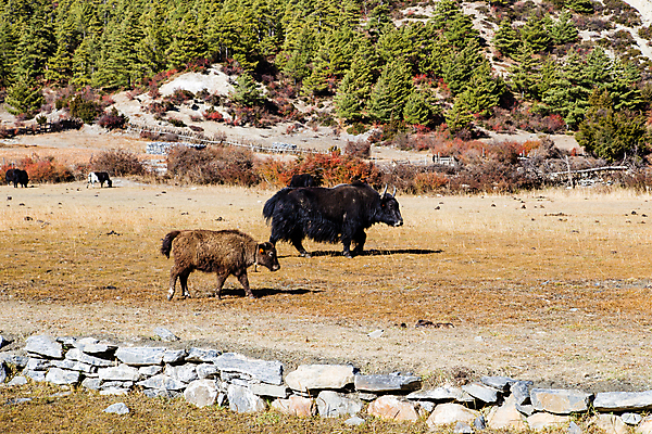 포토 JPG 해외이미지 동물 아시아 야생동물 여행 자연 하늘 산 풍경 사람없음 야외 여행객 계곡 트래킹 하이킹 흰색 그룹 황무지 군중 큼 순환 오르기 네팔 통과 동물상 절정 평야 히말라야 해외포토 나라 컬러 모션 레저 사람 조형물 크기 생태계 파일형식 산맥 이미지허브