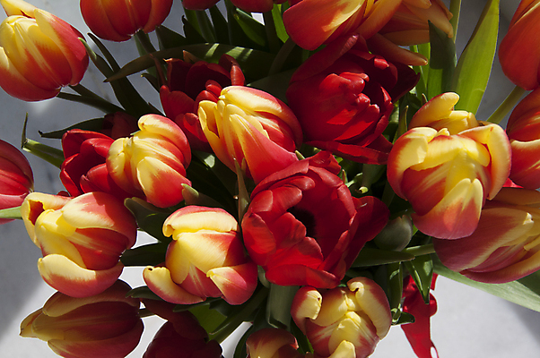 포토 JPG 해외이미지 식물 계절 꽃잎 꽃 줄기 꽃다발 백그라운드 잎 꽃무늬 오렌지 자연 발렌타인데이 선물 사랑 사람없음 장식 빨간색 초록색 컬러풀 뷰티 노란색 정원 보라색 봄 활발 튤립 벚꽃 흰색 축하 신선 닫기 다발 배열 꽃집 내추럴 강렬 고립 해외포토 감정 컬러 컨셉 무늬 과일 모션 데이이벤트 상점 생태계 파일형식 이미지허브