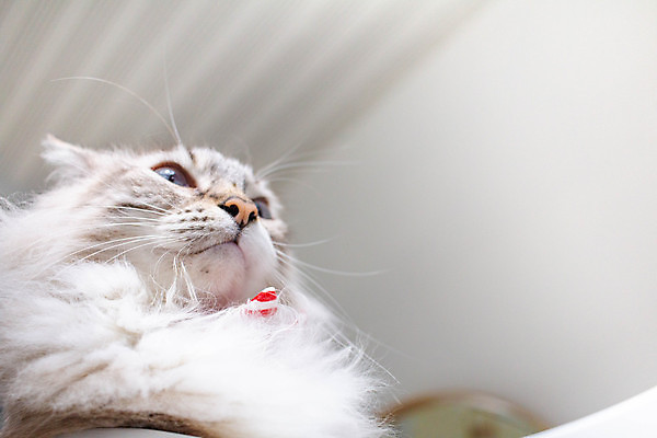 포토 JPG 해외이미지 동물 1 응시 행복 얼굴 백그라운드 장난 포유류 휴식 주택 털 건강 사람없음 반려동물 귀여움 고양이 놀람 줄무늬 카페 회색 흰색 표현 잠 오픈 작음 모피 호기심 얼룩무늬 솜털 고립 기르기 해외포토 시선 감정 컬러 컨셉 무늬 표정 건물 신체부위 상점 크기 돌봄 파일형식 이미지허브