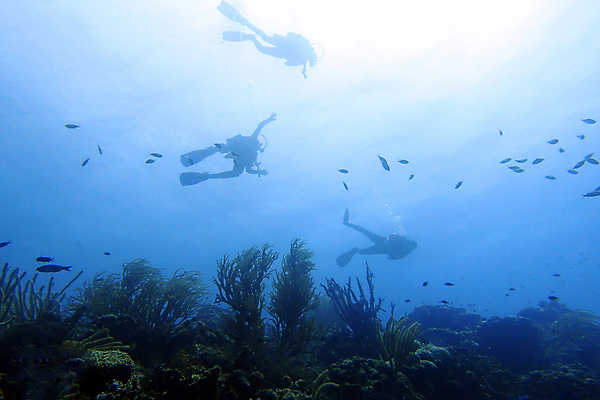 포토 JPG 해외이미지 물결 스포츠 바다 백그라운드 패턴 자연 사람없음 물 파란색 빛 태양 우주 바닷속 수중 거품 젖음 광선 신선 액체 산호 잠수부 떨어짐 순수 다이빙 태평양 암초 가스 수족관 대서양 산소 내추럴 깊이 생태학 잔물결 스플래쉬 해외포토 자연요소 교육 컬러 컨셉 무늬 수영 원소 자포동물 전문직 생태계 수중스포츠 파일형식 이미지허브