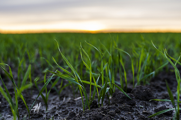 포토 JPG 해외이미지 식물 계절 음식 잎 밭 농업 자연 건강 옥수수 씨앗 풍경 사람없음 초록색 농작물 농장 농경지 새싹 흙 봄 성장 시골 상품 이슬 낟알 땅 시리얼 밀 허브 유기농 원예 먼지 내추럴 땅바닥 모종 밭일 생태학 줄서기 호밀 세련 귀리 해외포토 웰빙 교육 산업 컬러 모션 곡류 바닥 취미 생태계 파일형식 이미지허브