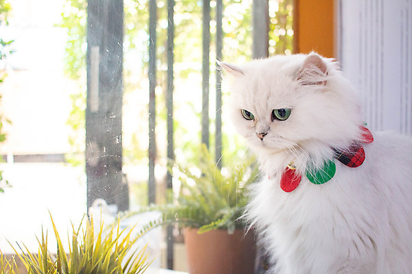 포토 JPG 해외이미지 동물 1 응시 행복 얼굴 백그라운드 장난 포유류 휴식 주택 털 건강 사람없음 반려동물 귀여움 고양이 놀람 줄무늬 카페 회색 흰색 표현 잠 오픈 작음 모피 호기심 얼룩무늬 솜털 고립 기르기 해외포토 시선 감정 컬러 컨셉 무늬 표정 건물 신체부위 상점 크기 돌봄 파일형식 이미지허브