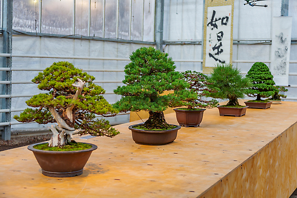 포토 JPG 해외이미지 나무 식물 전통 아시아 화초 백그라운드 잎 자연 주택 미술 동양인 사람없음 장식 정원 일본 미니어처 성장 나뭇가지 냄비 작음 원예 치수 분재 내추럴 난쟁이 미니 심기 온실 이국적 해외포토 나라 모션 문화예술 인종 취미 건물 모형 솥 크기 생태계 파일형식 이미지허브