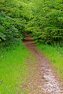 포토 JPG 해외이미지 나무 식물 계절 꽃 길 야생동물 여행 백그라운드 잎 자연 영국 잉글랜드 풍경 사람없음 야외 목재 파란색 빛 환경 보라색 봄 성장 시골 황무지 숲 내추럴 블루벨 삼림지대 해외포토 동물 유럽 컬러 재료 생태계 파일형식 이미지허브