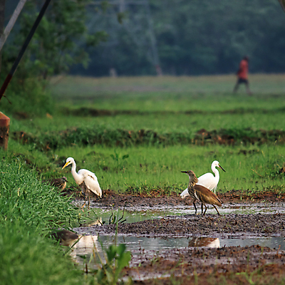 포토 JPG 해외이미지 야생동물 농업 날개 태국 자연 조류 밥 함께함 갈대 서기 동양인 풍경 사람없음 야외 초록색 물 여름 반사 평화 화목 흰색 시골 먹기 목 철새 논밭 해외포토 자연요소 식물 동물 계절 산업 아시아 음식 컬러 컨셉 밭 모션 논 인종 신체부위 생태계 파일형식 이미지허브