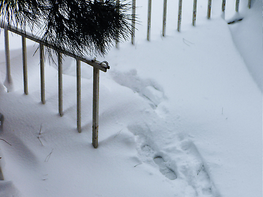 포토 JPG 해외이미지 계절 호수 백그라운드 신발 겨울 패턴 자연 날씨 추상 부츠 사람 사람없음 야외 파란색 강 걷기 환경 냉동 얼음 하이킹 추위 위험 발자국 오솔길 12월 사인 질감 단계 기후변화 선로 양발 제설기 각인 카피스페이스 해외포토 자연요소 길 컬러 컨셉 무늬 자국 모션 레저 공백 날짜 변화 생태계 제설 파일형식 이미지허브