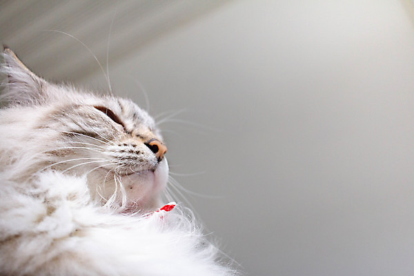 포토 JPG 해외이미지 동물 1 응시 행복 얼굴 백그라운드 장난 포유류 휴식 주택 털 건강 사람없음 반려동물 귀여움 고양이 놀람 줄무늬 카페 회색 흰색 표현 잠 오픈 작음 모피 호기심 얼룩무늬 솜털 고립 기르기 해외포토 시선 감정 컬러 컨셉 무늬 표정 건물 신체부위 상점 크기 돌봄 파일형식 이미지허브