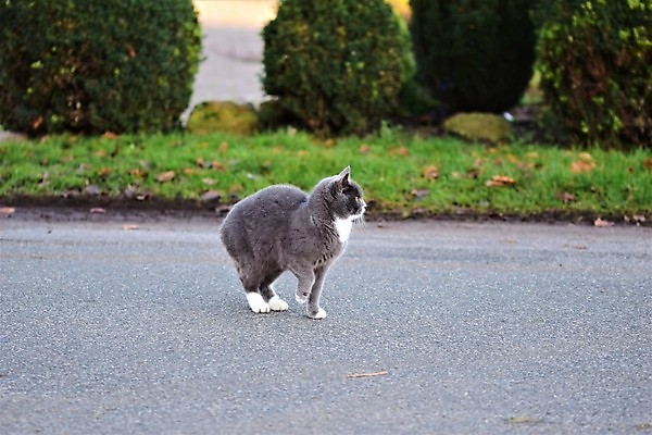 포토 JPG 해외이미지 동물 포유류 거리 사람없음 야외 옆모습 반려동물 머리 고양이 회색 흰색 닫기 소프트포커스 귀 해외포토 뷰포인트 컬러 모션 촬영기법 신체부위 파일형식 이미지허브