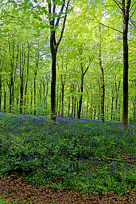 포토 JPG 해외이미지 나무 식물 계절 꽃 길 야생동물 여행 백그라운드 잎 자연 영국 잉글랜드 풍경 사람없음 야외 목재 파란색 빛 환경 보라색 봄 성장 시골 황무지 숲 내추럴 블루벨 삼림지대 해외포토 동물 유럽 컬러 재료 생태계 파일형식 이미지허브