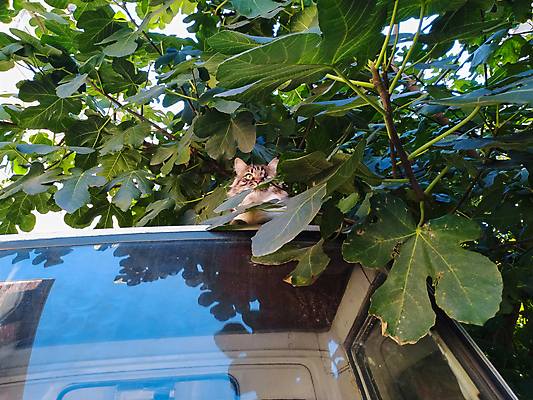 포토 JPG 해외이미지 동물 한마리 라이프스타일 응시 새끼 장난 발 자연 앉기 사람없음 야외 아웃포커스 초록색 반려동물 뷰티 걷기 맑음 검은색 고양이 가축 흰색 도시 작음 호기심 송곳니 양발 해외포토 1 시선 감정 컬러 컨셉 포유류 모션 날씨 촬영기법 생활 신체부위 치아 크기 생태계 파일형식 이미지허브