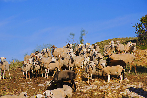 포토 JPG 해외이미지 나무 동물 유럽 도로 여행 밭 오렌지 자연 하늘 건조 사람없음 목재 초록색 파란색 농장 갈색 노란색 마을 맑음 검은색 회색 흰색 시골 관찰 양 군중 방목 다발 언덕 건너기 해외포토 식물 나라 길 컬러 농업 과일 재료 포유류 교통시설 모션 날씨 사람 축산업 생태계 파일형식 이미지허브