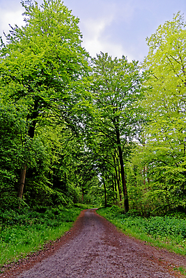 포토 JPG 해외이미지 나무 식물 계절 꽃 길 야생동물 여행 백그라운드 잎 자연 영국 잉글랜드 사람없음 야외 목재 파란색 빛 환경 보라색 봄 성장 시골 황무지 숲 내추럴 블루벨 삼림지대 해외포토 동물 유럽 컬러 재료 생태계 파일형식 이미지허브