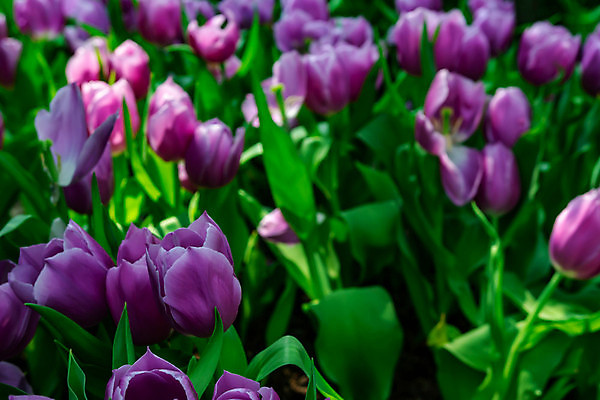 포토 JPG 해외이미지 식물 계절 꽃잎 꽃 벽 분홍색 꽃다발 백그라운드 잎 밭 자연 벽지 추상 부활절 사랑 미술 사람없음 빨간색 초록색 컬러풀 뷰티 정원 맑음 보라색 봄 튤립 벚꽃 신선 소프트포커스 원예 보케 엽서 캔버스 부드러움 블러 많음 해외포토 기념일 감정 컬러 컨셉 무늬 농업 날씨 문화예술 촬영기법 취미 감각 편지 생태계 파일형식 이미지허브