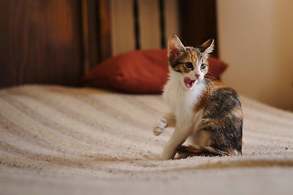 포토 JPG 해외이미지 동물 장난 실내 앉기 사람없음 반려동물 귀여움 고양이 핥기 작음 모피 혀 얼룩무늬 그루밍 해외포토 컨셉 무늬 포유류 모션 내부 입 크기 파일형식 이미지허브