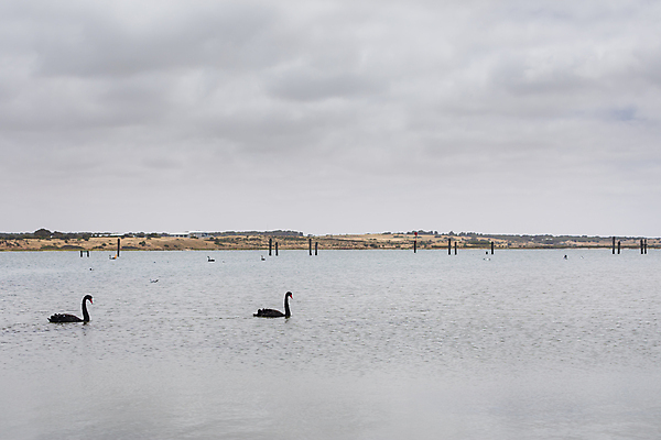 포토 JPG 해외이미지 동물 호수 야생동물 바다 여행 자연 갈매기 조류 하늘 오리 흑백 풍경 사람없음 야외 빨간색 물 파란색 컬러풀 햇빛 태양 여행객 검은색 일몰 흰색 저수지 호주 먹기 깃털 부리 백조 수로 내추럴 보호구역 수유 해외포토 자연요소 컬러 모션 촬영기법 사람 노을 오세아니아 생태계 구역 파일형식 이미지허브