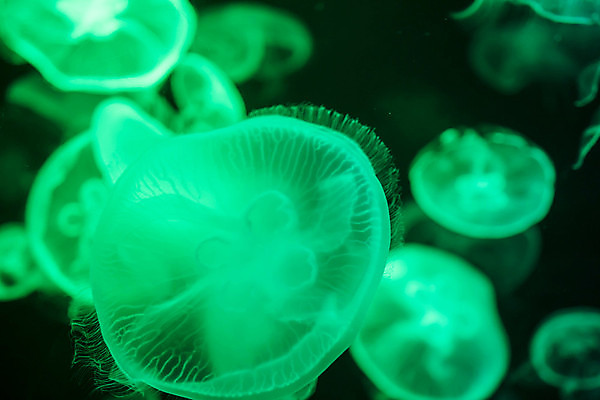 포토 JPG 해외이미지 여러마리 사람없음 아웃포커스 초록색 바닷속 수중동물 자포동물 해파리 해외포토 동물 컬러 다수 촬영기법 수중 파일형식 이미지허브