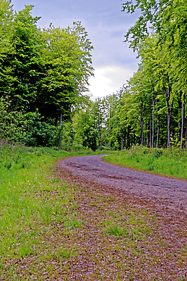 포토 JPG 해외이미지 나무 식물 계절 꽃 길 야생동물 여행 백그라운드 잎 자연 영국 잉글랜드 풍경 사람없음 야외 목재 파란색 빛 환경 보라색 봄 성장 시골 황무지 숲 내추럴 블루벨 삼림지대 해외포토 동물 유럽 컬러 재료 생태계 파일형식 이미지허브