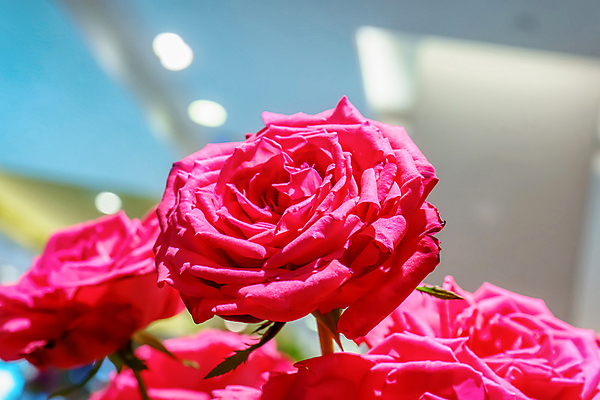 포토 JPG 해외이미지 나무 식물 꽃잎 꽃 분홍색 꽃다발 백그라운드 잎 꽃무늬 패턴 자연 발렌타인데이 사랑 미술 사람없음 야외 장식 빨간색 초록색 뷰티 장미 정원 벚꽃 흰색 신선 개화 배열 내추럴 스타일 해외포토 감정 컬러 무늬 데이이벤트 문화예술 생태계 파일형식 이미지허브