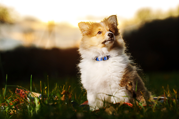 포토 JPG 해외이미지 동물 응시 행복 백그라운드 2 장난 가족 자연 털 앉기 성인 사람없음 야외 빛 반려동물 소풍 일몰 봄 흰색 양치기 중앙 개 강아지 작음 모피 만족 솜털 떨림 해외포토 직업 시선 계절 감정 컬러 포유류 관계 모션 사람 야외활동 노을 크기 생태계 파일형식 이미지허브